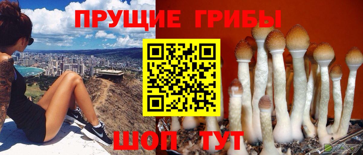 Шатура  наркотики  Вход с VPN  Галлюциногенные грибы Psilocybine cubensis 